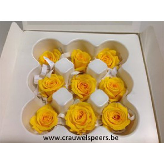 ROSE STABILISEE (KITTY) +/-3.5CM JAUNE 9PCS