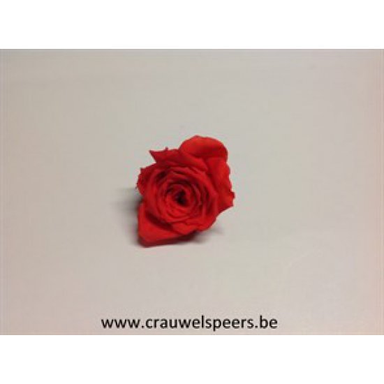 PRESERVED ROSE (LARGE OPEN) +/-6.5CM RED 4PCS