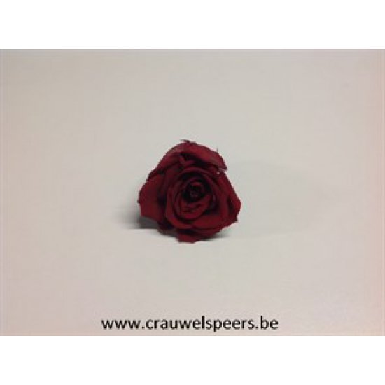 PRESERVED ROSE (MEDIUM OPEN) +/- 4.5CM BORDEAUX 6PCS