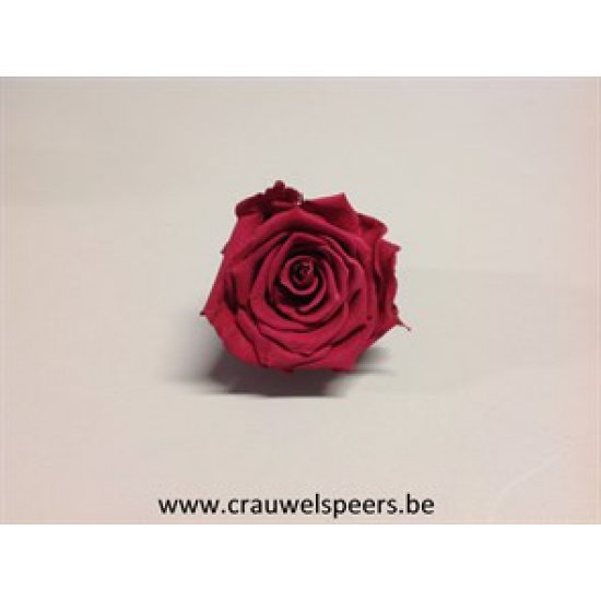 PRESERVED ROSE (MEDIUM OPEN) +/- 4.5CM FLAMINGO 6PCS