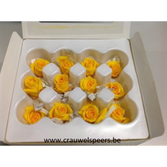 ROSE STABILISEE (MINI) +/-2.5CM JAUNE 12PCS