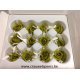 ROSE STABILISEE (MINI) +/-2.5CM VERT OLIVE 12PCS