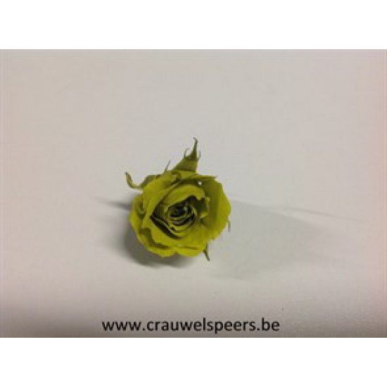 ROSE STABILISEE (MINI) +/-2.5CM VERT OLIVE 12PCS