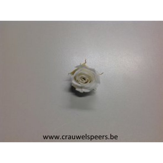 PRESERVED ROSE (MINI) +/-2.5CM WHITE 12PCS