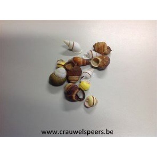 LAND SNAILS MIX 200PCS