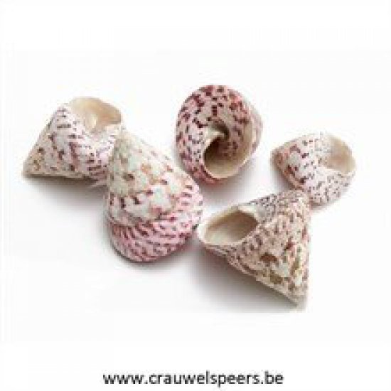 SHELLS TROCA RED 1KG