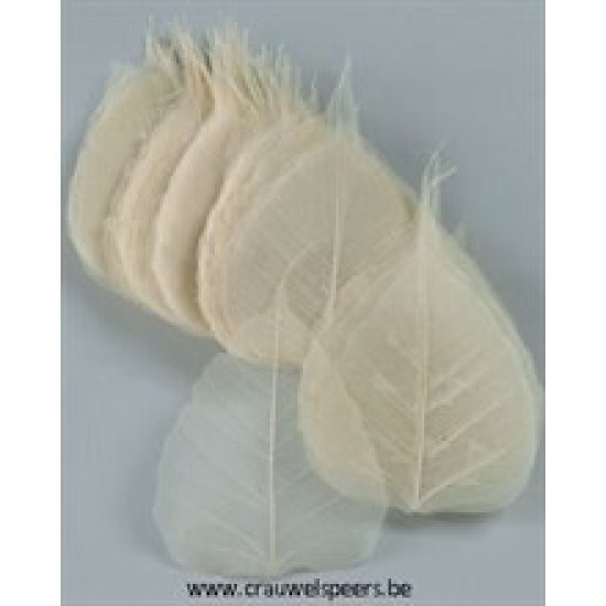 SKELETON LEAF BLEACHED 100PCS