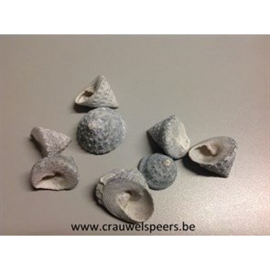 SHELLS TROCA FROSTED WHITE 1KG