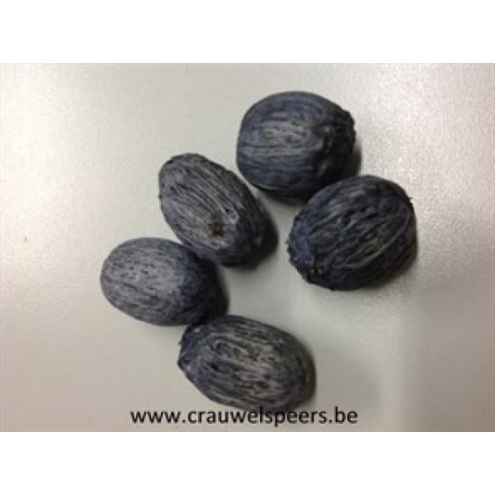 AMRA PODS GRIS +/-500GR