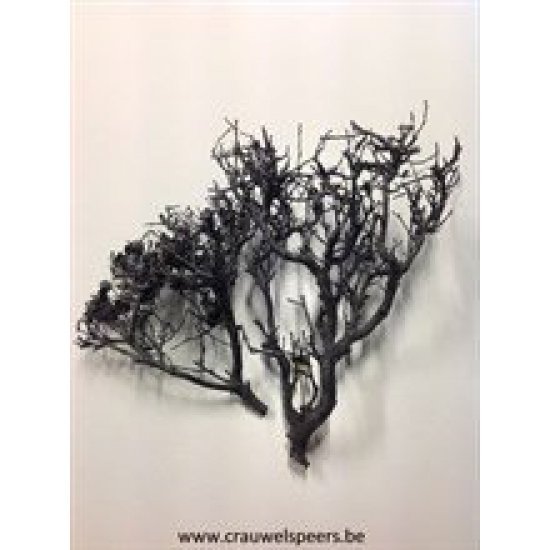 CASE PINAR BRANCHES BLACK