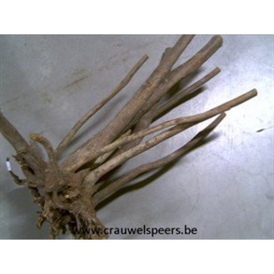 STYPA ROOT NATURAL