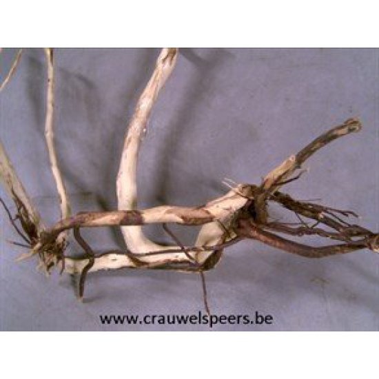 ROOT WHITE BRANCH NATURAL