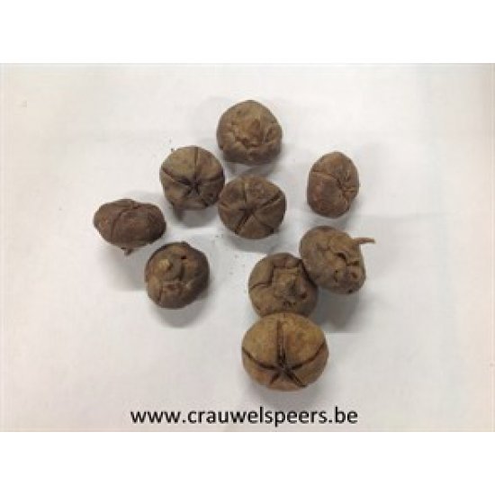 WILD APPLE MINI ROUGH NATUREL +/-500GR