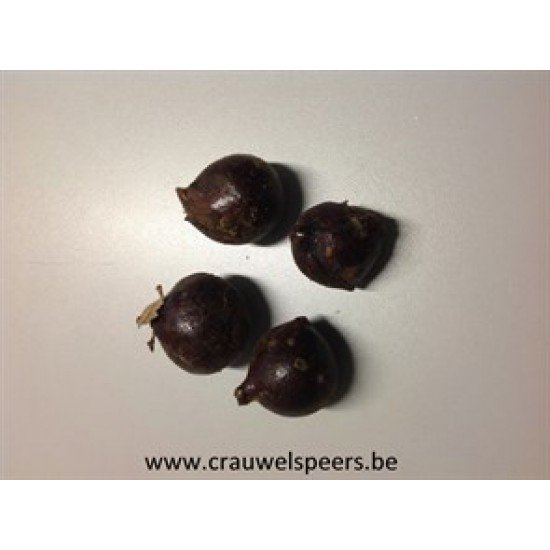 BROWN SPHERE +/- 500GR