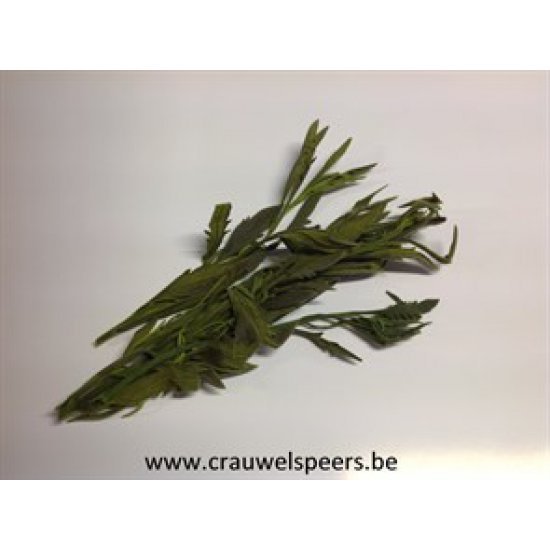 BUSH LAVENDER VERT