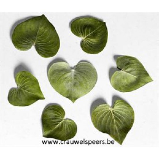 CARACAO LEAVES +/-200GR