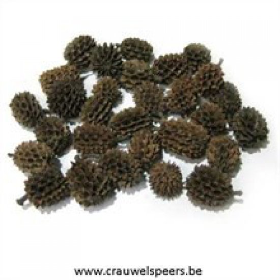 CASURINA NATURAL +/-1KG