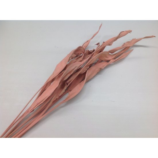 STRELITZIA LONG POWDER ROSE 10PCS