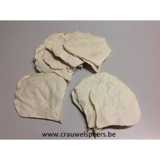 COBRA LEAF BLEACHED 50PCS