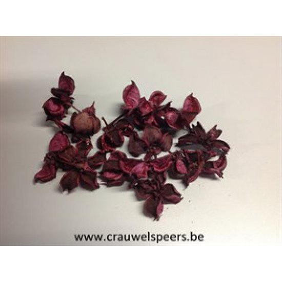 COTTON PODS AUBERGINE +/-250GR