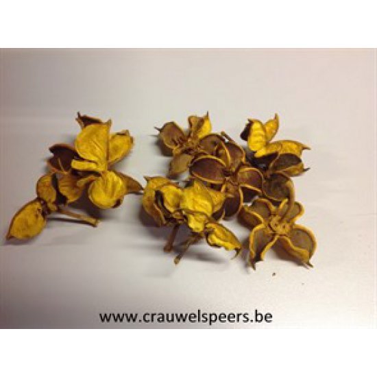 COTTON PODS YELLOW +/-250GR