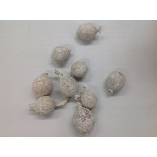 GORI FRUIT WHITE WASH +/-1KG