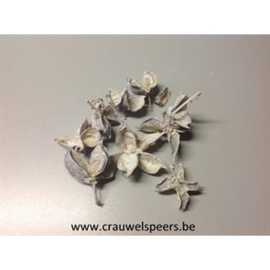 COTTON PODS WHITE WASH +/-250GR