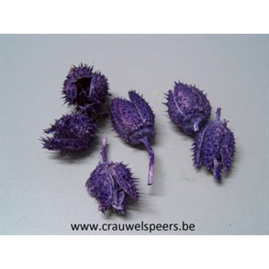 DATURA CUPS MILKA +/-100GR