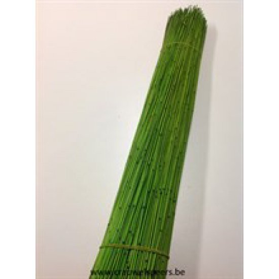 CANNE VERT POMME 80CM +/-1KG