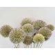 ECHINOPS WILD NATURAL 50CM