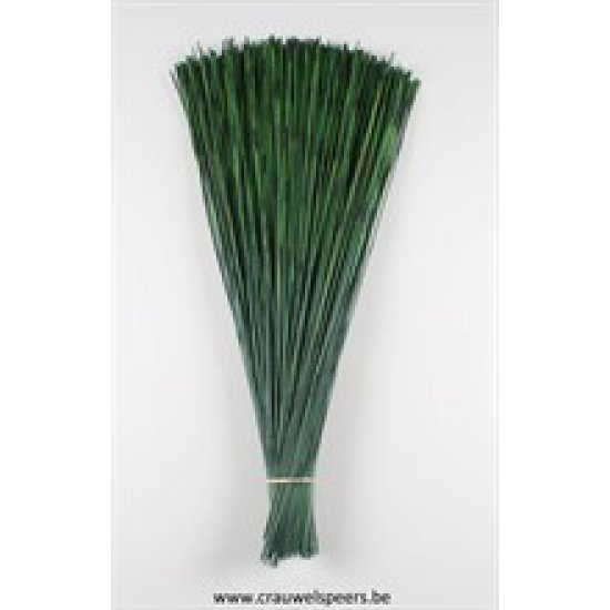 CANNE VERT MOUSSE 80CM +/-1KG