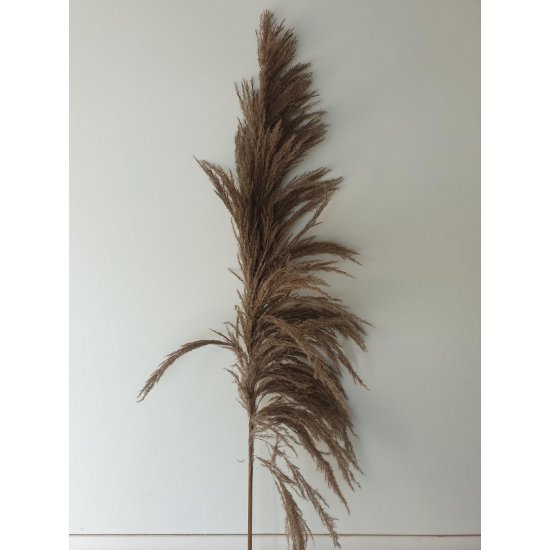 PAMPAS NATUREL 150/160CM 5PCS