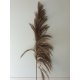 PAMPAS NATURAL 150/160CM 5PCS