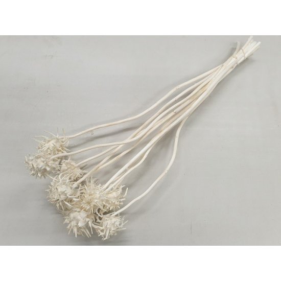 CARDOON FLOWER BLEACHED 10PCS