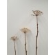 HOGWEED NATURAL 70CM