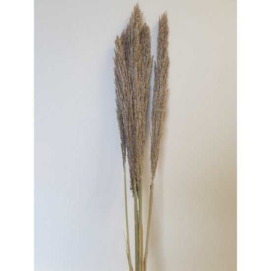 CANE ARUNDO NATUREL +/-110CM 5ST