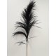 PAMPAS NOIR 150/160CM 5PCS