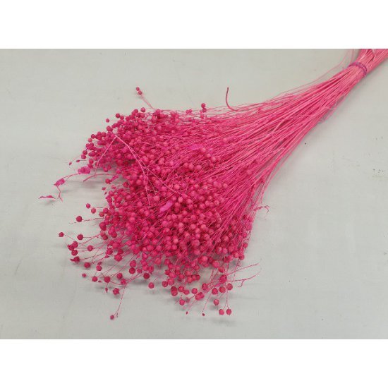 LINUM (VLAS) FUCHSIA +/-100GR