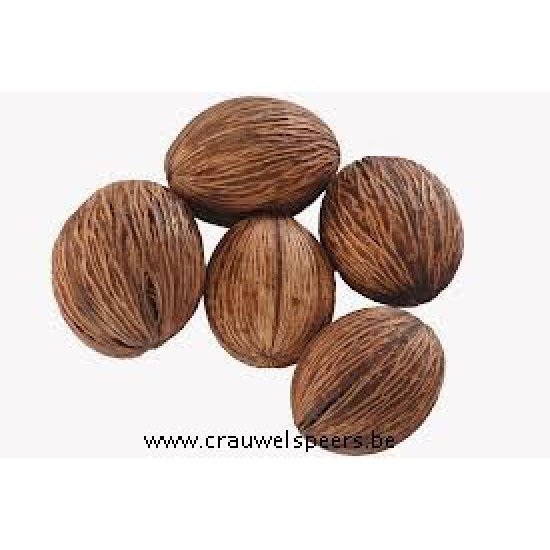 MINTOLLA NATUREL 10PCS