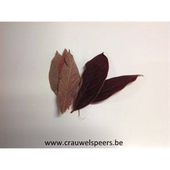 VELVET LEAF PRESERVED (STABILIZED) BORDEAUX 150PCS