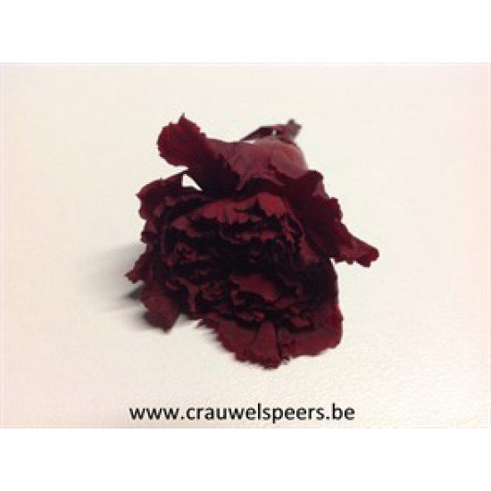 PRESERVED CARNATION – ANJER (BABY) BORDEAUX 9PCS