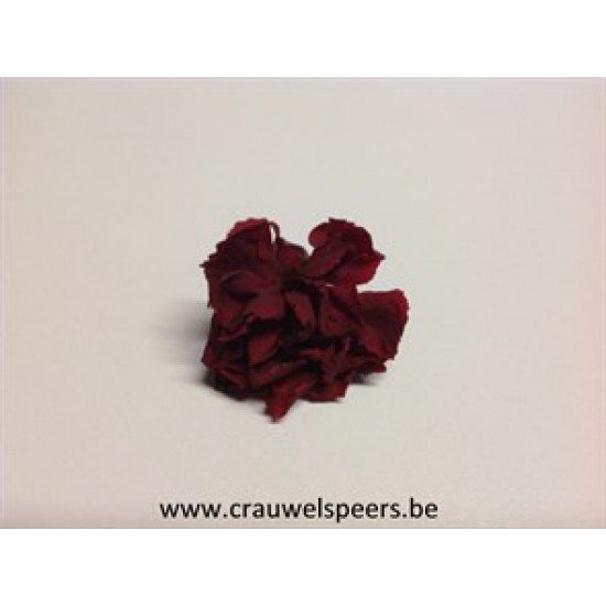 PRESERVED CARNATION – ANJER BORDEAUX 6PCS