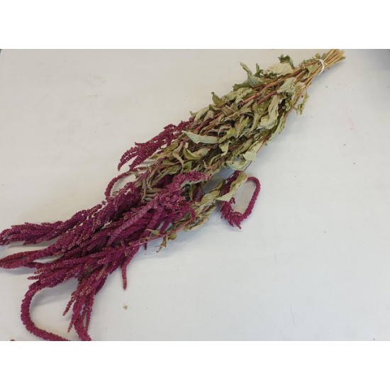 AMARANTHUS CAUDATUS BORDEAUX NATURAL