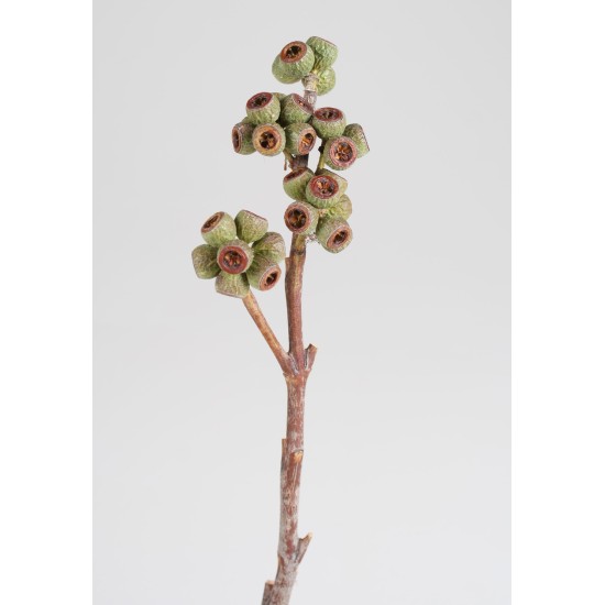 AMBERNUT BRANCH NATUREL 100ST