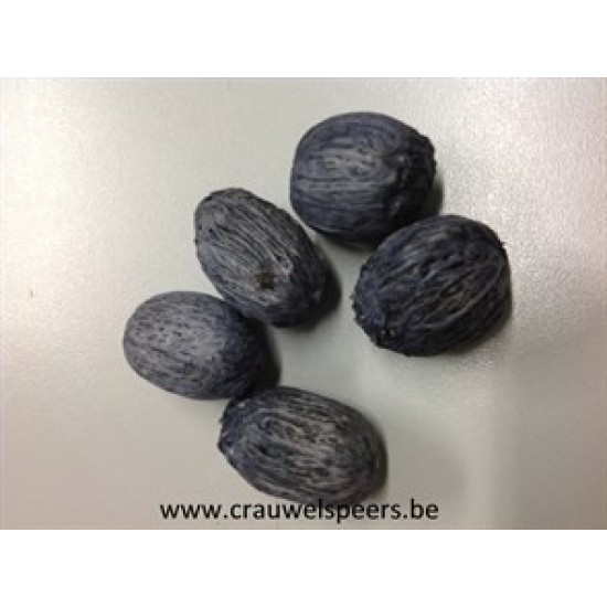 AMRA PODS GREY