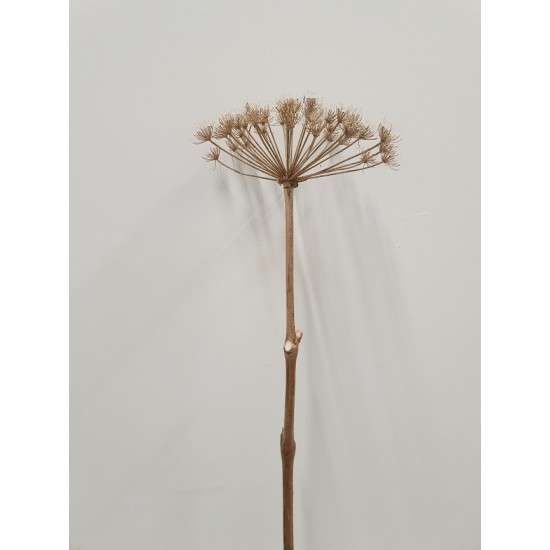 HERACLEUM 70CM NATUREL