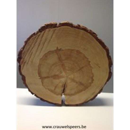 BIRCH SLICE +/-40CM +/-4CM NATURAL