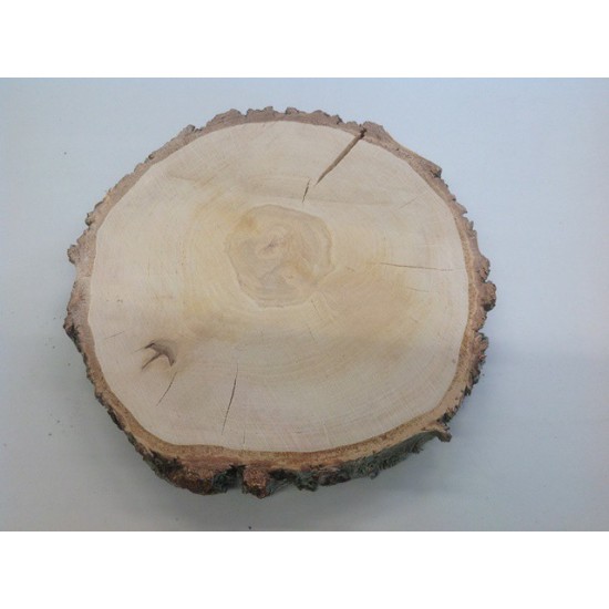 BIRCH SLICE +/-30CM +/-4CM NATURAL