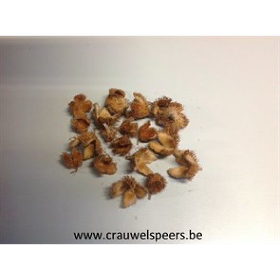 COSSES D&#x27;HETRE NATUREL +/-500GR