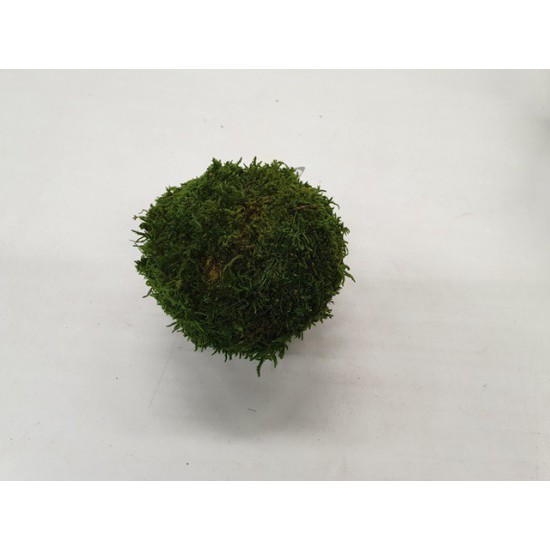 SPHERE GREEN MOSS PRESERVED 10CM